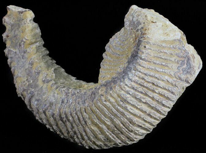 Cretaceous Fossil Oyster (Rastellum) - Madagascar #54468
